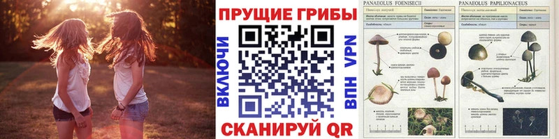 Псилоцибиновые грибы ЛСД  дарнет шоп  Среднеколымск 